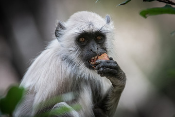Monkey Lunch