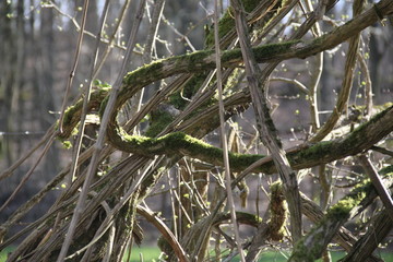 Naklejka premium France primary forest mossy liana 