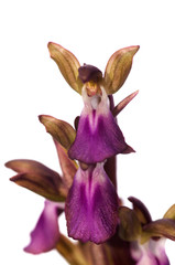 Wild orchid Anacamptis collina angel like flower over white
