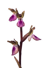 Wild orchid Anacamptis collina inflorescence over white