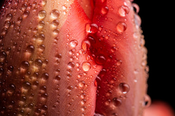 Water drops on a red tulip flower petal macro still on a black background