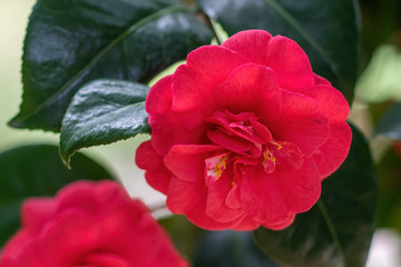 Blooming red camellia japonica emperror of russia