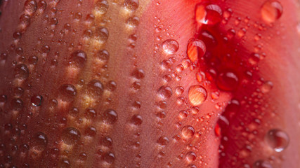 Water drops on a red tulip flower petal macro still on a black background
