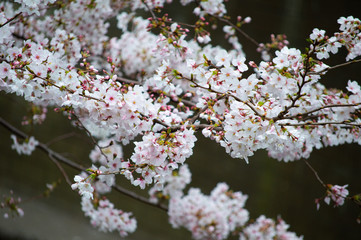 桜の花びら