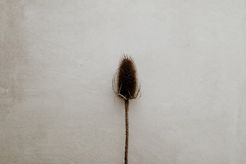 Single dried wild flower on grey background