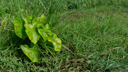 Caladium bi color, Queen of the Leafy Plants for decorating, family Araceae, elephant ear, Alocasia, Colocasi plant leaves