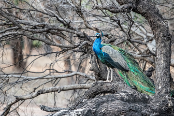 peacock on a branch