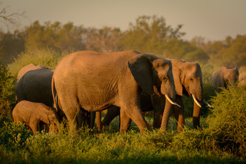 Fototapeta premium African bush elephant (Loxodonta africana), also known as the African savanna elephant or African elephant cow and calf in a herd. Botswana