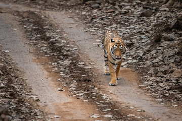 Fototapeta premium Tiger Hunting
