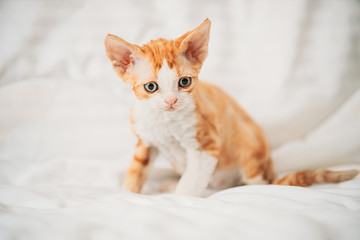 Obraz premium Zabawny ciekawy młody czerwony imbir Devon Rex kotek siedzi na domowej kanapie. Krótkowłosy Kot Rasy Angielskiej