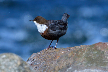 Wasseramsel  (Cinclus cinclus) an der Spree