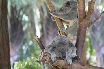 A close up of a koala