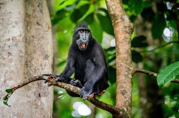 The Celebes crested macaque on the tree. Crested black macaque, Sulawesi crested macaque, sulawesi macaque or the black ape. Natural habitat. Sulawesi Island. Indonesia.