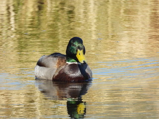  male mallard swims on the water of a small lake