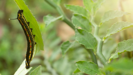 A caterpillar is eating through the process of becoming a butterfly