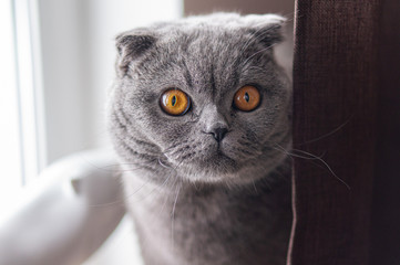 A grey British cat with bright orange eyes sits at the window and looks at the camera