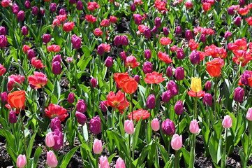 日本の国営武蔵丘陵森林公園のお花畑の早咲きのチューリップが咲く春の風景　派手な赤色のダーウィンオレンジとフラッシュポイントと紫色の花のパープルプリンス