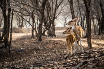 deer in the forest