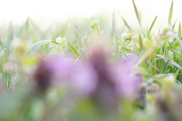 Background green grass in spring park