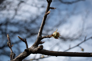 Buds on a tree in spring park
