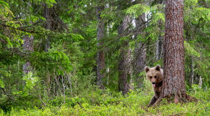 A bear cub hides behind a tree and shows its tongue. Cub of Brown Bear in the summer forest.  Natural habitat. Scientific name: Ursus arctos.. © Uryadnikov Sergey