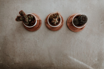 Three mini cactus in white ceramic pots on a grey concrete table