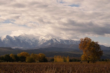 Landscape of a vineyard in the foreground and a snowy mountain in the background during autumn