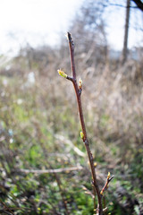 The first buds on a branch in a spring park
