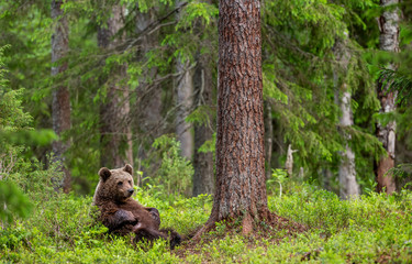 Cub of Brown Bear in the summer forest sits under pine tree.  Natural habitat. Scientific name: Ursus arctos..