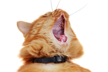 Ginger cat is yawning