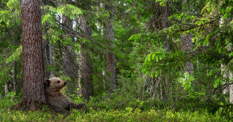 Cub of Brown Bear in the summer forest sits under pine tree.  Natural habitat. Scientific name: Ursus arctos.. © Uryadnikov Sergey