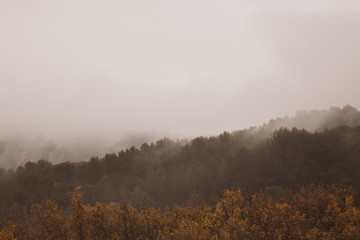 foggy morning autumn forest