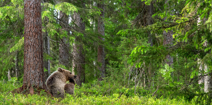 Cub of Brown Bear in the summer forest sits under pine tree. Natural habitat. Scientific name: Ursus arctos.. © Uryadnikov Sergey