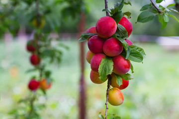 Red cherry plum fruits on the tree during ripening