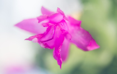 fotografia del fiore sbocciato in primavera