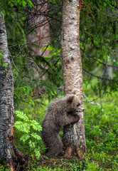 Brown bear cub climbing on tree in summer forest. Scientific name: Ursus arctos. Natural habitat.