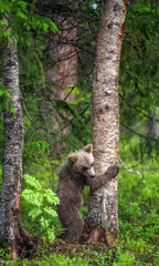 Brown bear cub climbing on tree in summer forest. Scientific name: Ursus arctos. Natural habitat.