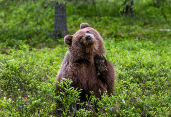 The bear cub itches. Cub of Brown Bear in the summer forest. Front view. Scientific name: Ursus arctos. Natural habitat.