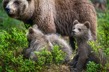 Obraz premium She-bear and bear cubs in the summer pine forest. Summer season, Natural Habitat. Brown bear, scientific name: Ursus arctos.