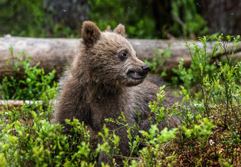 Obraz na płótnie Canvas Brown bear cub in the summer forest. Front view. Scientific name: Ursus arctos. Natural habitat.