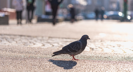 pigeon on the city street closeup