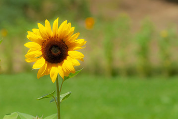 sunflower in field