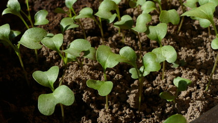 sprouting seedlings of cabbage in a greenhouse
