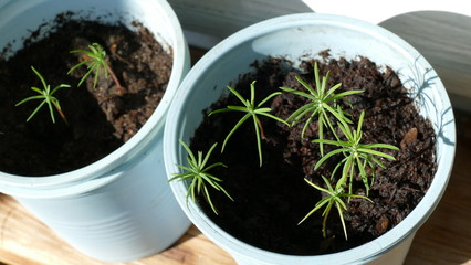 growing larch trees in the home garden 