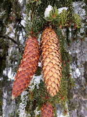 cones on a branch in winter with snow
