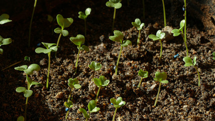 sprouting seedlings of cabbage in a greenhouse