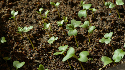 sprouting seedlings of cabbage in a greenhouse