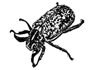 vector de escarabajo