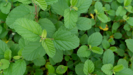 Fototapeta na wymiar Beautiful spring green leaf on nature background