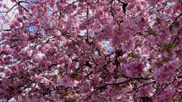Cherry blossom on tree background UK 4K